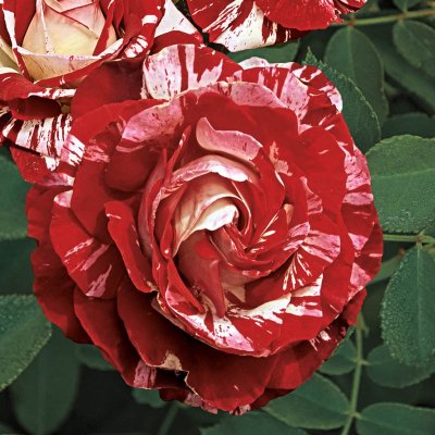 Profile image for Jessica Eppley
