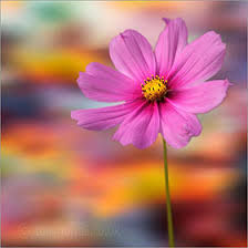 Profile image for Sriyarsha Gorty