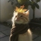 Profile image for Yusuf Mahdi