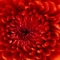 Profile image for Sadi Mohammed