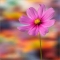 Profile image for Sriyarsha Gorty
