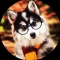 Profile image for Masal